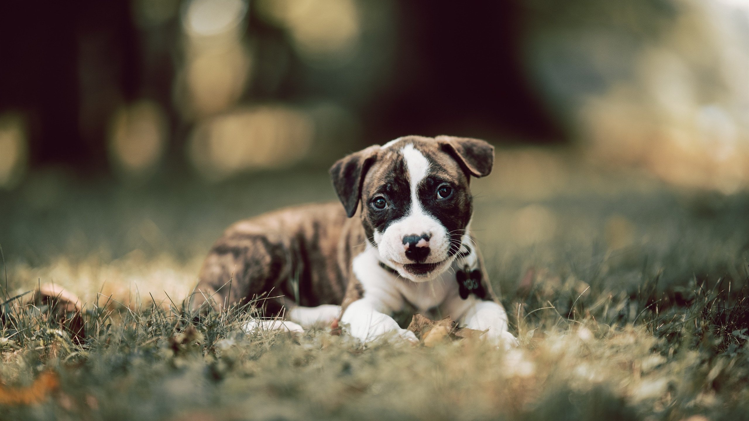 开云网页-_勇士再现三分盛宴，全队状态火热_，勇士三分庆祝动作