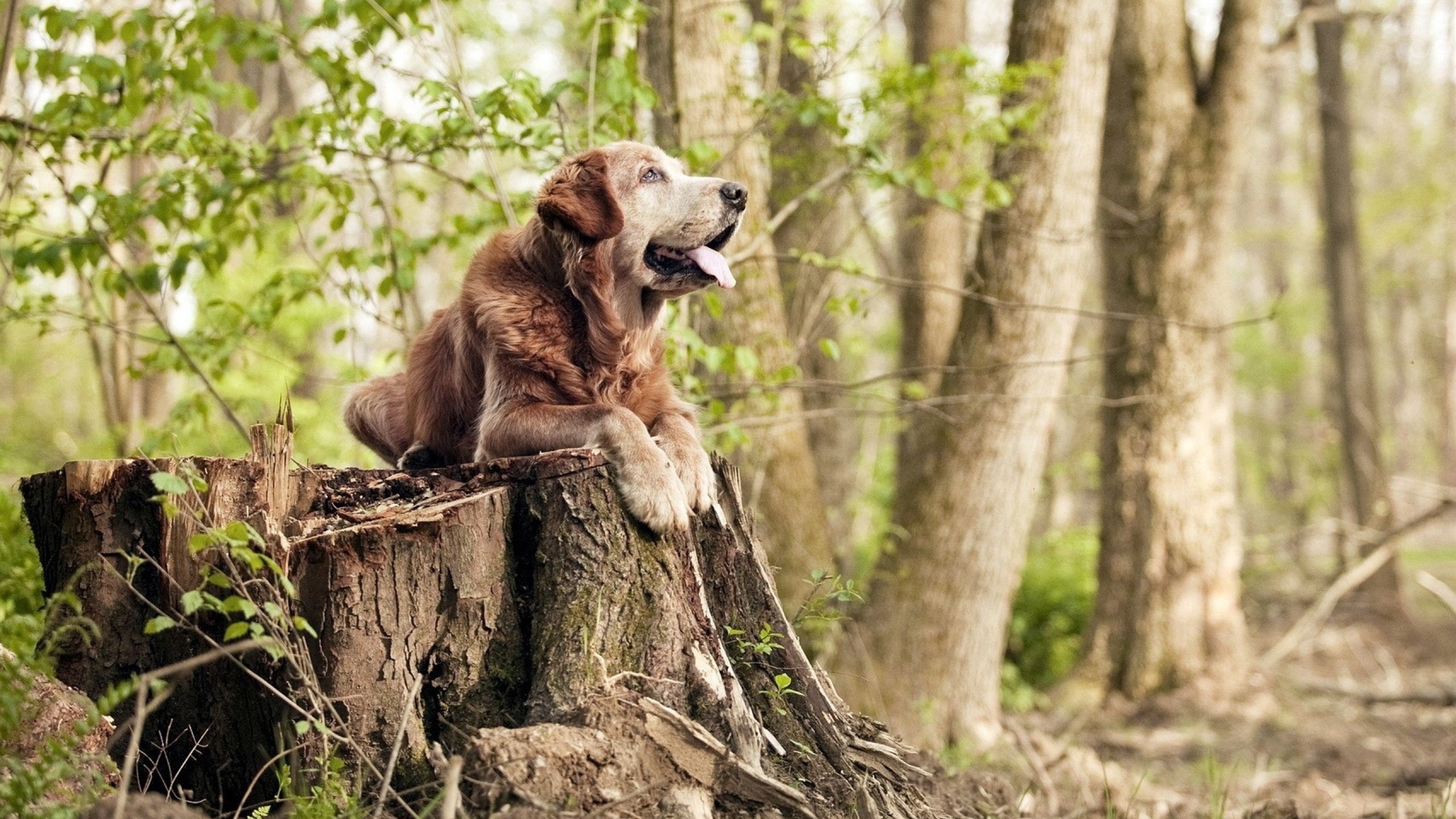 开云在线直播-_勇士出手如神，迎来一波胜利潮_，勇士出击美国大片