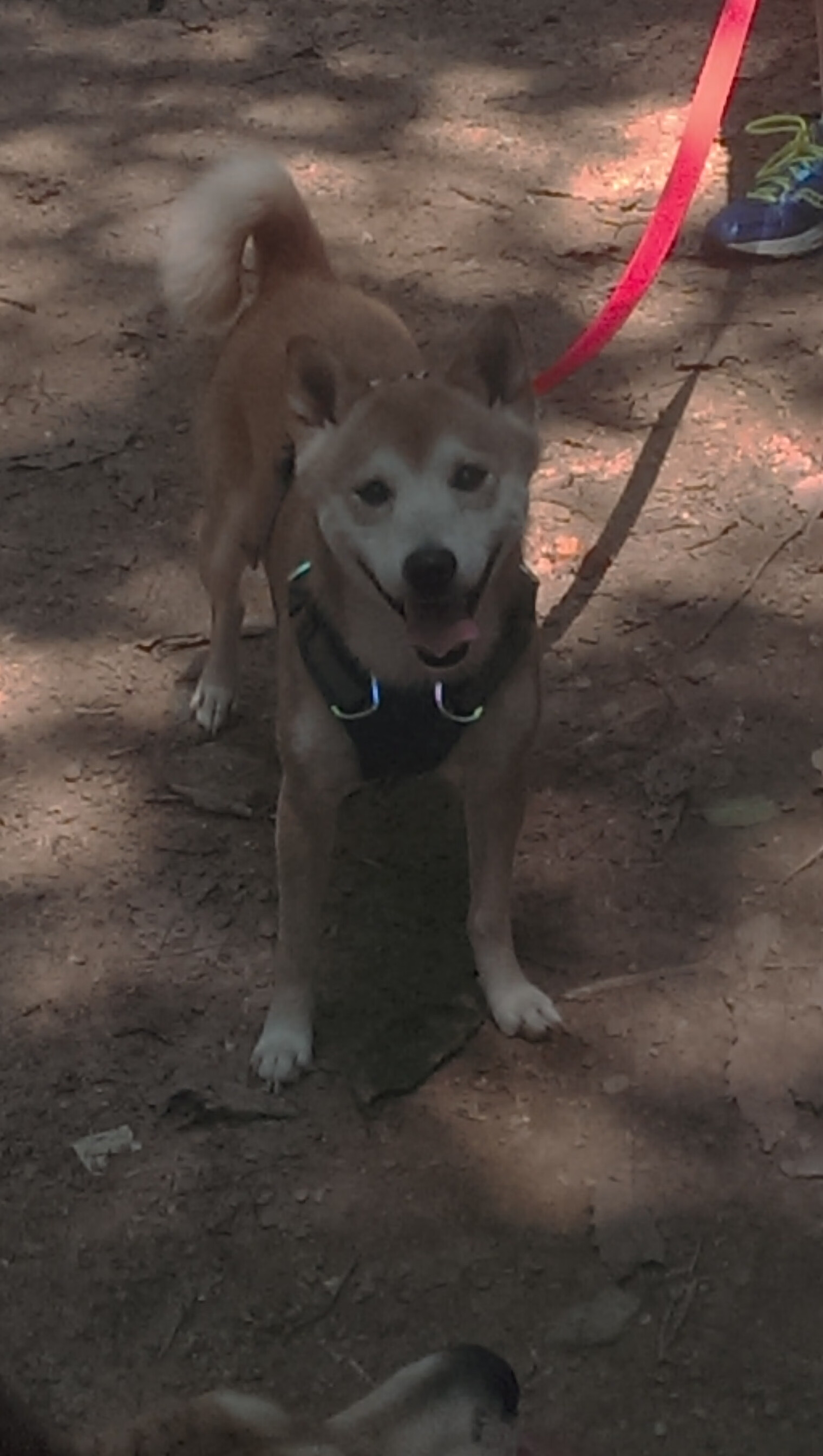 开云体育官网登入-“全民健身 运动三秦”广场舞公益推广活动在陕西商洛成功举办，陕西省第三届全民健身运动会广场舞